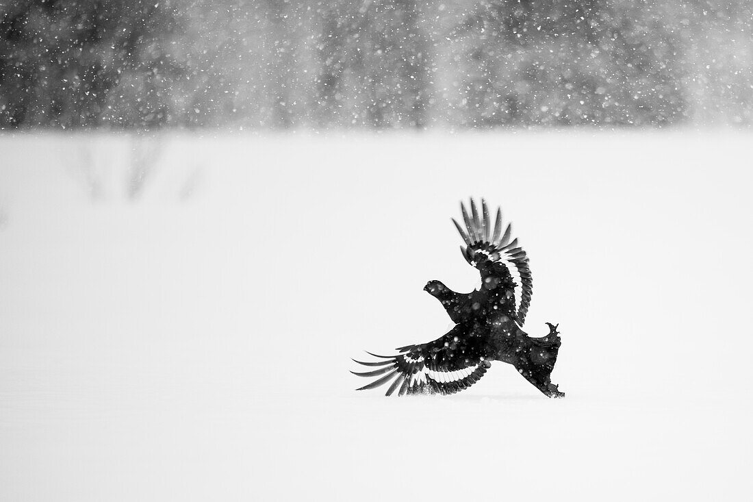 Male black grouse (Lyrurus tetrix) landing on snow covered field, Finland