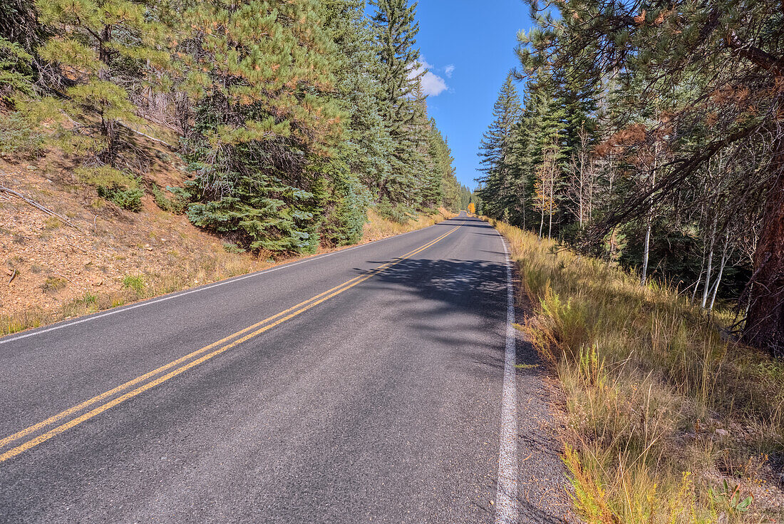 Cape Royal Road schlängelt sich durch den Fuller Canyon am Grand Canyon North Rim, UNESCO, Arizona, Vereinigte Staaten von Amerika