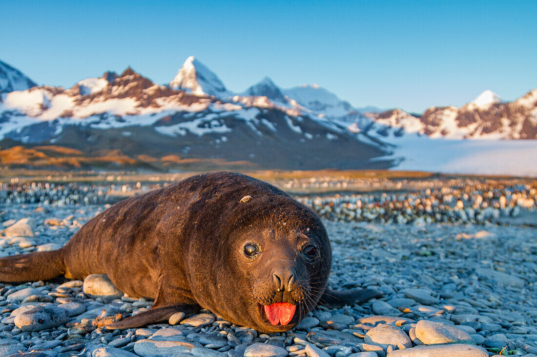 Southern elephant seal (Mirounga leonina) pup, called weaners once their mothers stop nursing, South Georgia Island, Southern Ocean