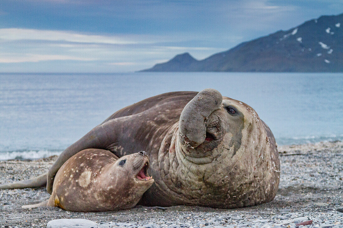 Southern elephant seal (Mirounga leonina) mating behavior on South Georgia Island, Southern Ocean