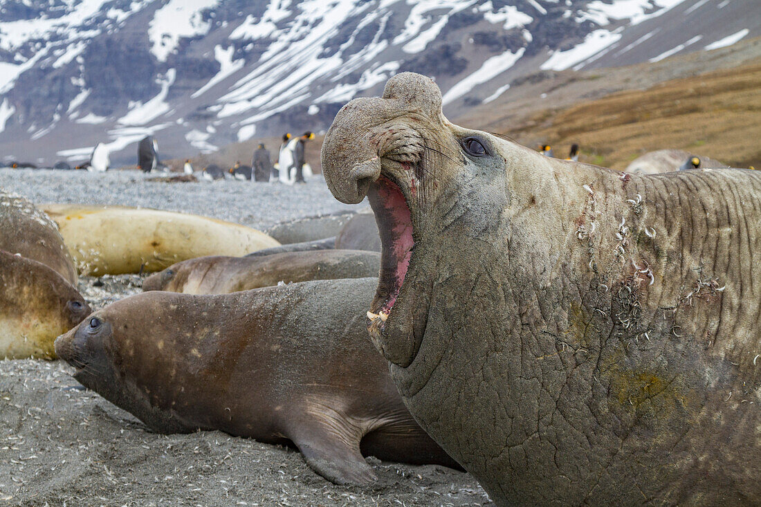 Bull southern elephant seal (Mirounga leonina) on South Georgia Island, Southern Ocean