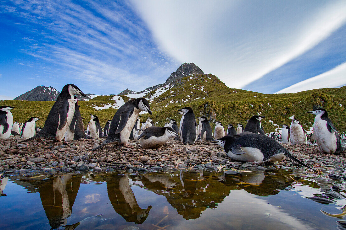 Zügelpinguin (Pygoscelis antarctica) Brutkolonie in der Cooper Bay, Südgeorgien