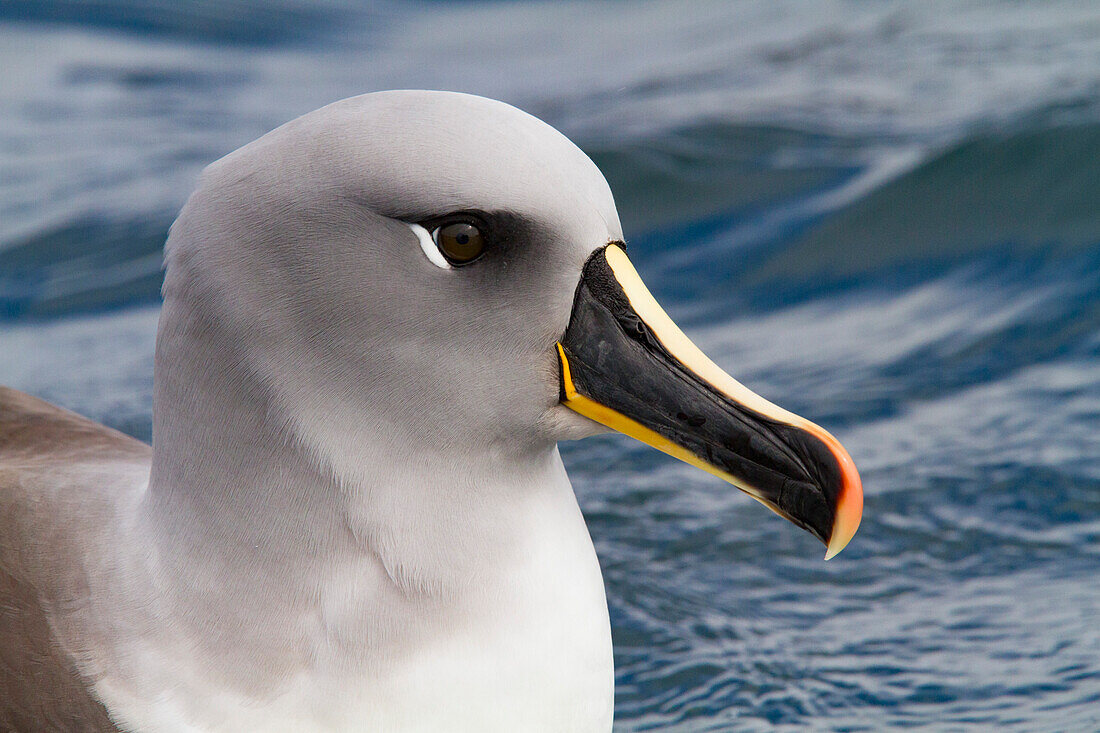 Adult Grey-headed Albatross (Thalassarche chrysostoma) resting on the sea at Elsehul, South Georgia