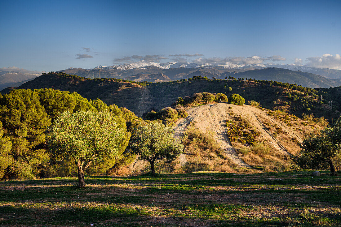 Olive trees and hills behind Granada and wide landscape with the snowy Sierra Nevada behind, Granada, Andalusia, Spain