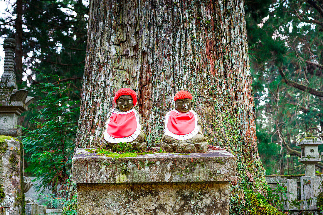 Two red hat Jizo statues under old tree trunk. Buddhist cemetery of Oku-no-in, Koyasan (Koya-san), Kansai, Honshu, Japan