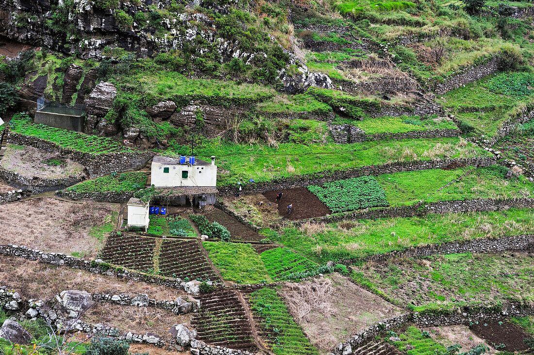 Terrace cultivation on the heights of Machico, Madeira island, Atlantic Ocean, Portugal