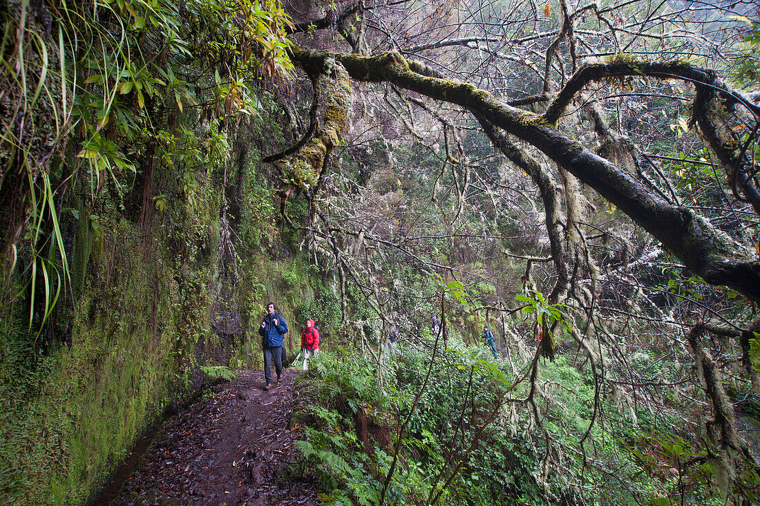 Hikers on a path along levada (aqueduct) of Green Cauldron (Caldeirao Verde), Madeira island, Atlantic Ocean, Portugal