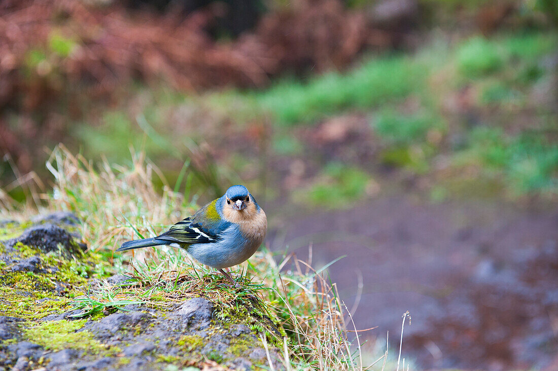 Chaffinch (Fringilla coelebs), Madeira island, Atlantic Ocean, Portugal