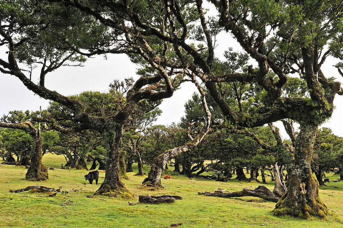 Lorbeerbäume in der Umgebung von Fanal, Hochebene von Paul da Serra, Insel Madeira, Atlantischer Ozean, Portugal