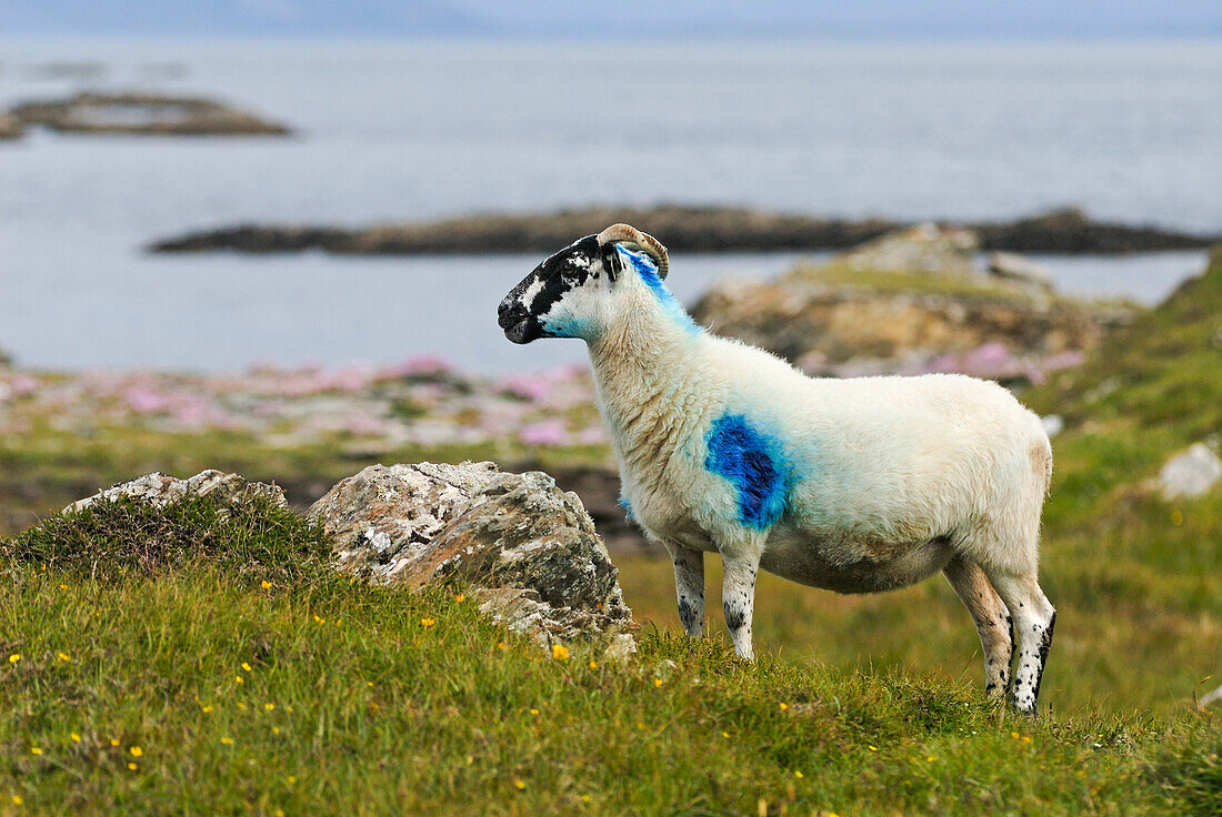 Sheep at Inishbofin island, Connemara, County Galway, Connacht, Republic of Ireland