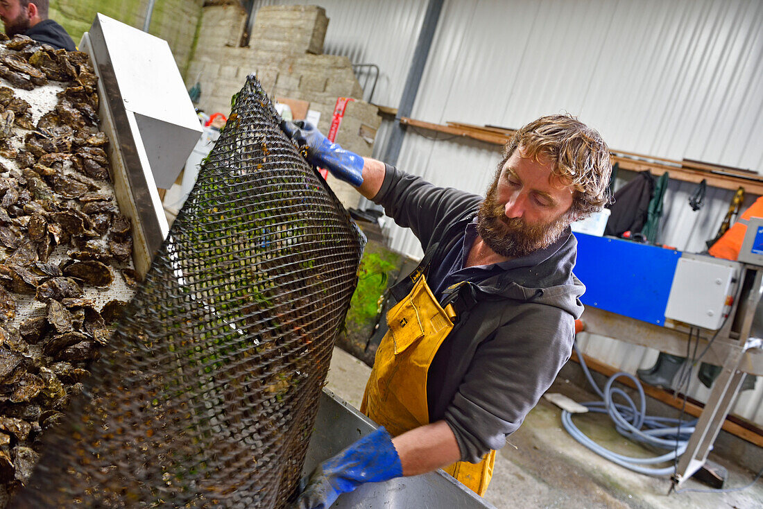 Mitarbeiter der Connemara Oyster Farm, Ballinakill Bay, Letterfrack, Connemara, Grafschaft Galway, Connacht, Republik Irland