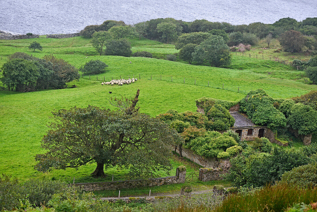 Ruins of the farmyard adjoining the Clifden Castle, ruined manor house near Clifden, Connemara, County Galway, Connacht, Republic of Ireland