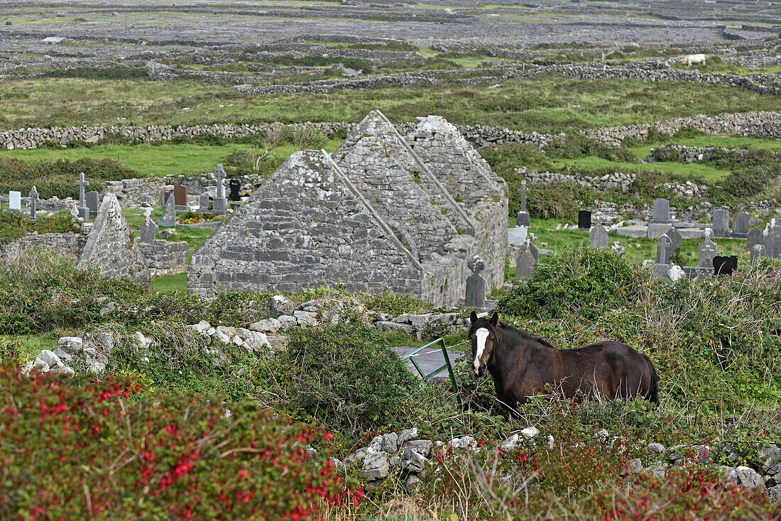 Horse in ruins of Na Seacht dTeampaill (Seven Churches), Inishmore, largest Aran Island, Galway Bay, County Galway, Connacht, Republic of Ireland