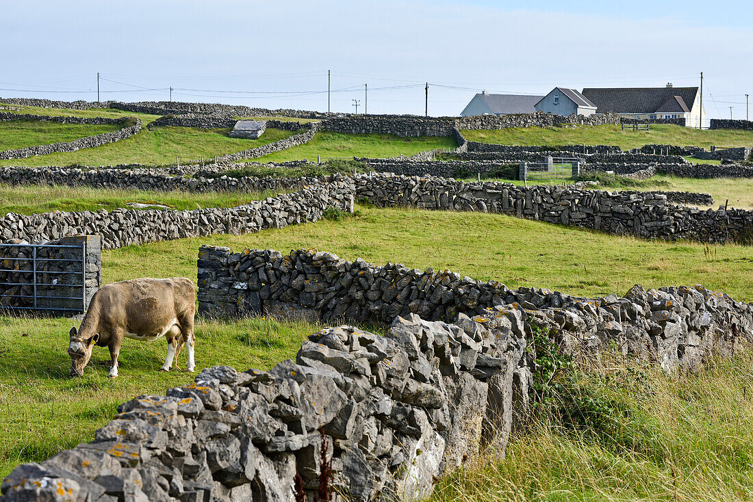 Cattle in enclosures of dry stone walls, Inishmore, largest of the Aran Islands, Galway Bay, County Galway, Connacht, Republic of Ireland