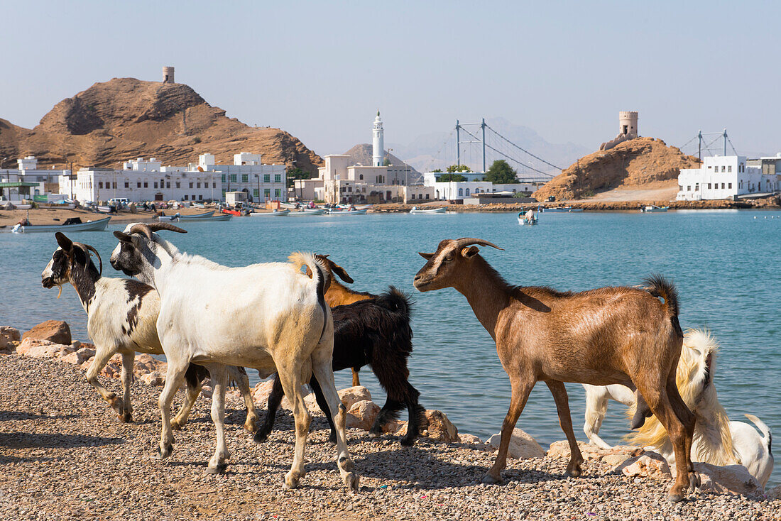 Goats on the edge of the bay at Al Ayjah village, Sur Township, port-city, capital of Ash Sharqiyah Region, Sultanate of Oman, Arabian Peninsula