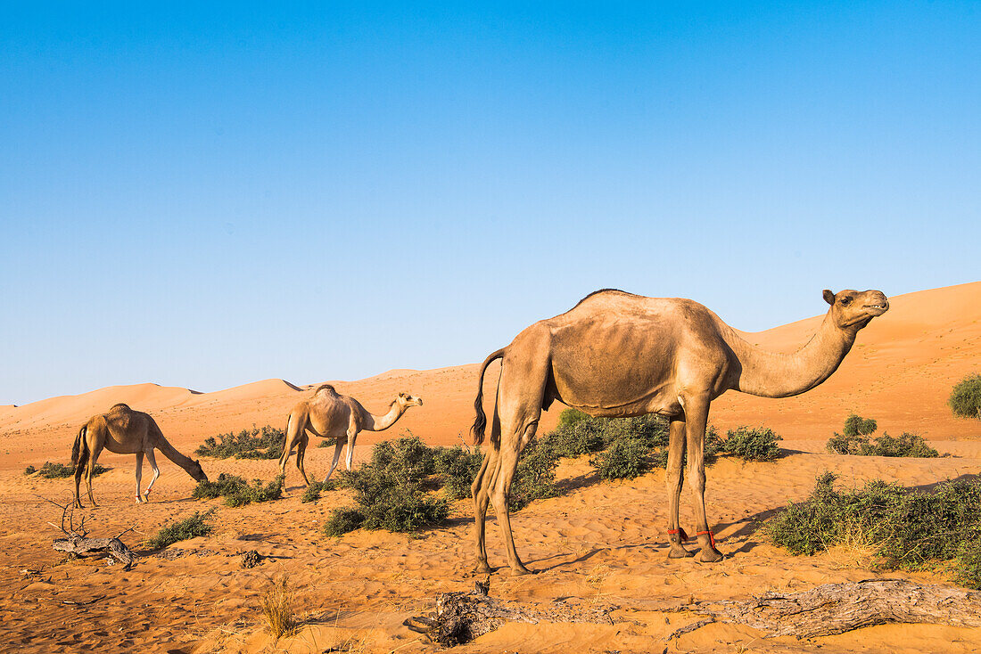 Kamele in den Sharqiya Sands, ehemals Wahiba Sands, Wüstenregion, Sultanat Oman, Arabische Halbinsel