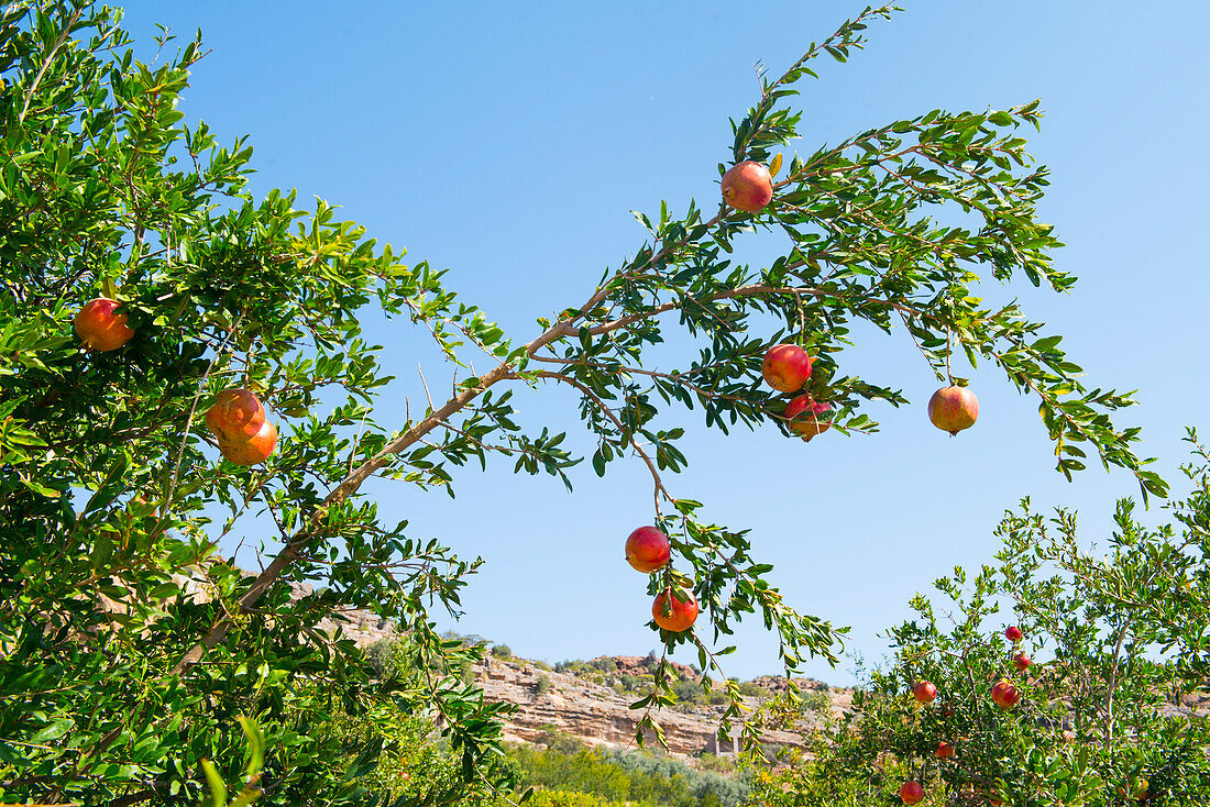 Pomegranates (Punica granatum), perched villages of Jabal Al Akhdar (Green Mountains), Sayq Plateau, Sultanate of Oman, Arabian Peninsula