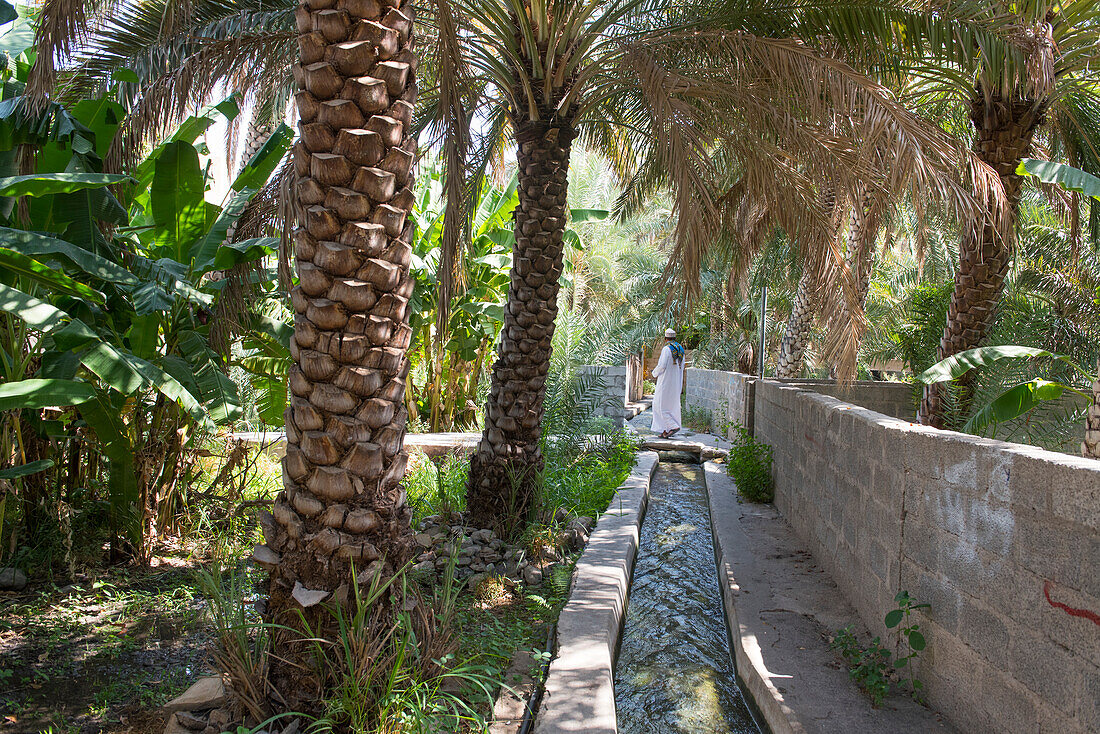 Bewässerungskanal im Palmenhain. Birkat Al Mouz, Region Al Dakhliya, Falaj-Bewässerungssystem (Falaj Al-Khatmeen), UNESCO, Oman, Arabische Halbinsel