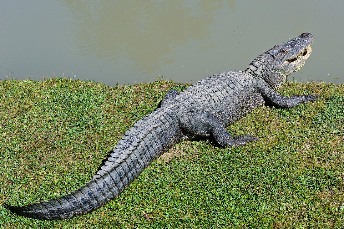 Alligator (Alligator mississippiensis), am Wasser, Gator Country Wildlife Adventure Park, Beaumont, Texas, Vereinigte Staaten von Amerika