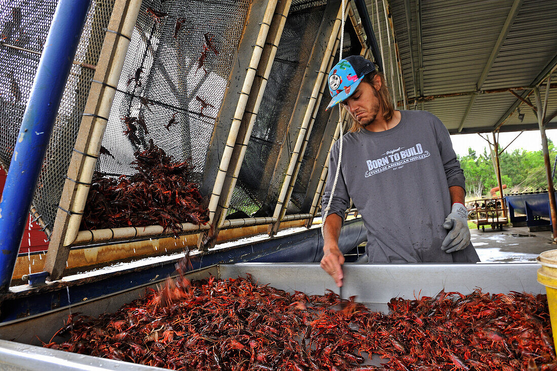 Crayfish farm near Beaumont, Texas, United States of America