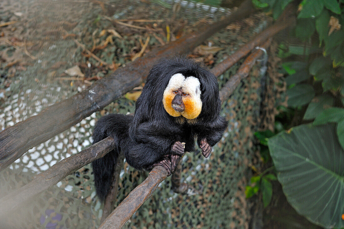 Weißgesichts-Saki (Pithecia pithecia), Regenwald-Pyramide, Moody Gardens, Galveston-Insel, Golf von Mexiko, Texas, Vereinigte Staaten von Amerika