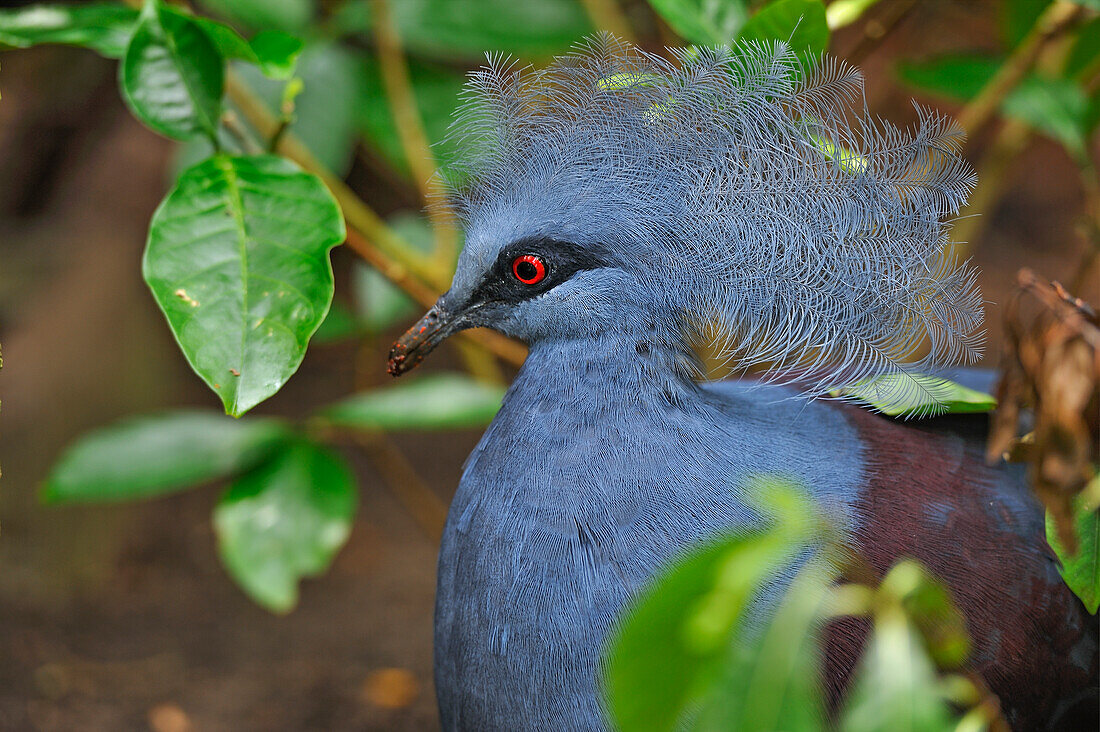 Victoria-Kronentaube (Goura victoria), Regenwaldpyramide, Moody Gardens, Galveston-Insel, Golf von Mexiko, Texas, Vereinigte Staaten von Amerika