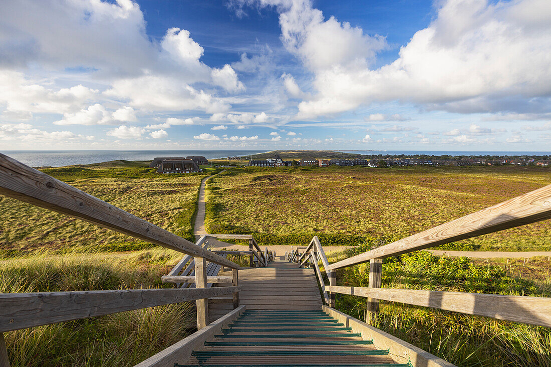 Walkway down to heather and sand dunes, Kampen, Sylt, Schleswig Holstein, Germany, Europe