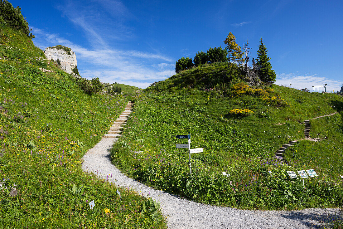 Botanischer Garten, Schynige Platte, Jungfrauregion, Berner Oberland, Schweiz