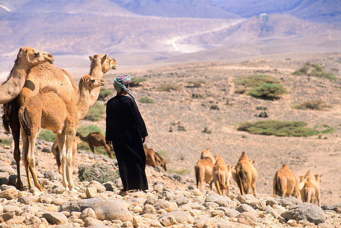 Beduinen und Kamele, Dhofar, Sultanat Oman, Arabische Halbinsel