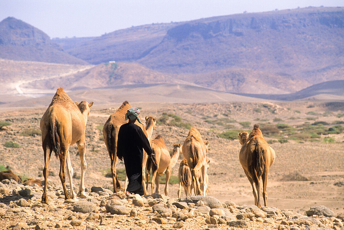 Bedouin and camels, Dhofar, Sultanate of Oman, Arabian Peninsula