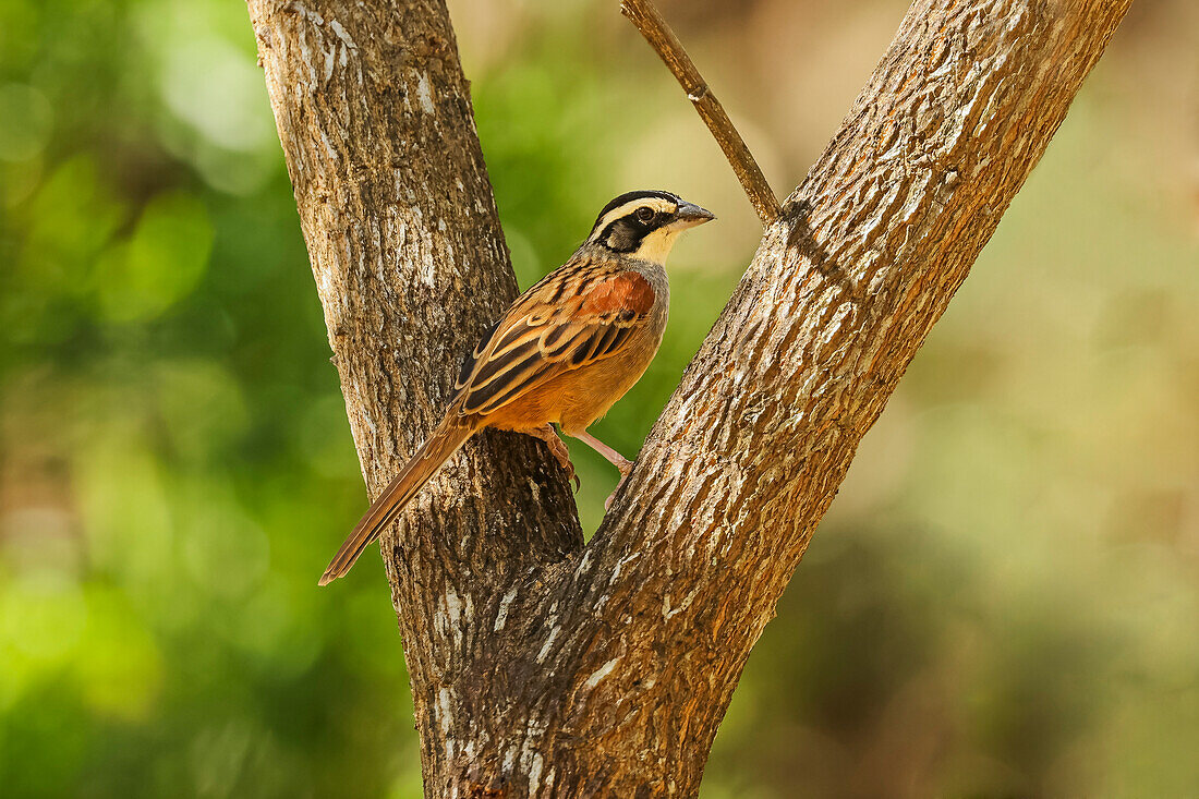 Stripe-headed sparrow (Peucaea ruficauda) breeds from Mexico to north Costa Rica, eats seeds and insects, Esperanza, Guanacaste, Costa Rica