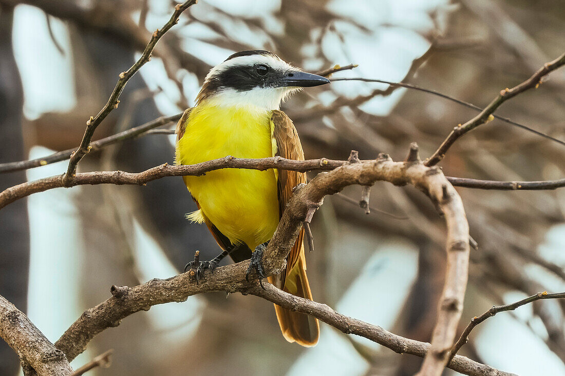 Großer Kiskadee (Pitangus sulphuratus), ein großer farbenfroher Tyrannenschnäpper, häufig im nördlichen Pazifik, Esperanza, Nosara, Guanacaste, Costa Rica