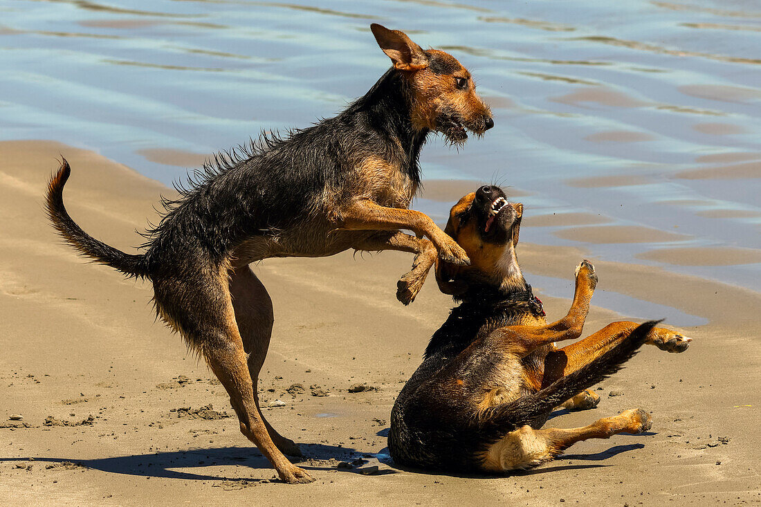 Two dogs play fighting, Playa Guiones beach, popular for surfing, dog walking and yoga, Playa Guiones, Nosara, Guanacaste, Costa Rica