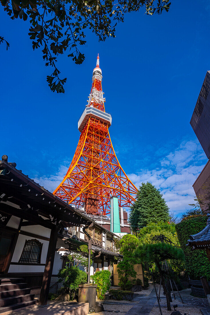 Blick auf den Tokio-Turm und den buddhistischen Shinkoin-Tempel vor blauem Himmel, Shibakoen, Minato City, Tokio, Honshu, Japan