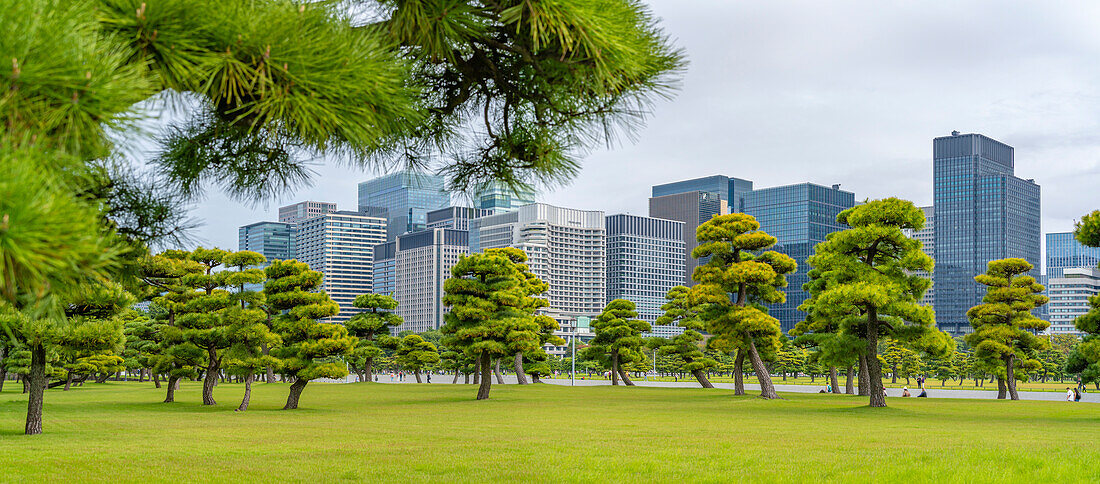 View of contrasting city skyline and Japanese Red Pine trees near the Imperial Palace of Tokyo, Tokyo, Honshu, Japan