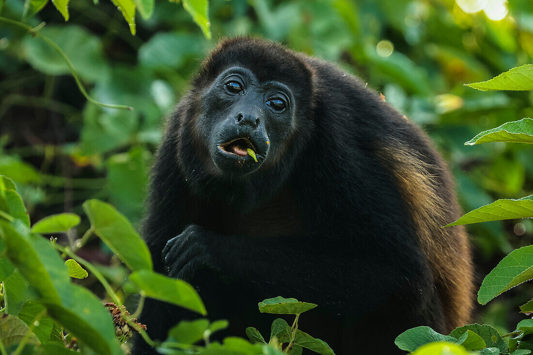 Female mantled howler monkey (Alouatta palliata) known for its loud call, eating in Pacific coast forest, Esperanza, Nosara, Guanacaste, Costa Rica