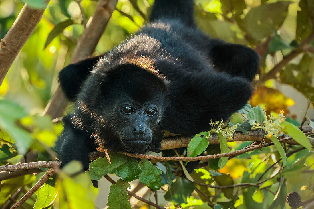 Juvenile mantled howler monkey (Alouatta palliata) in Pacific coast forest, known for their loud call, Esperanza, Nosara, Guanacaste, Costa Rica