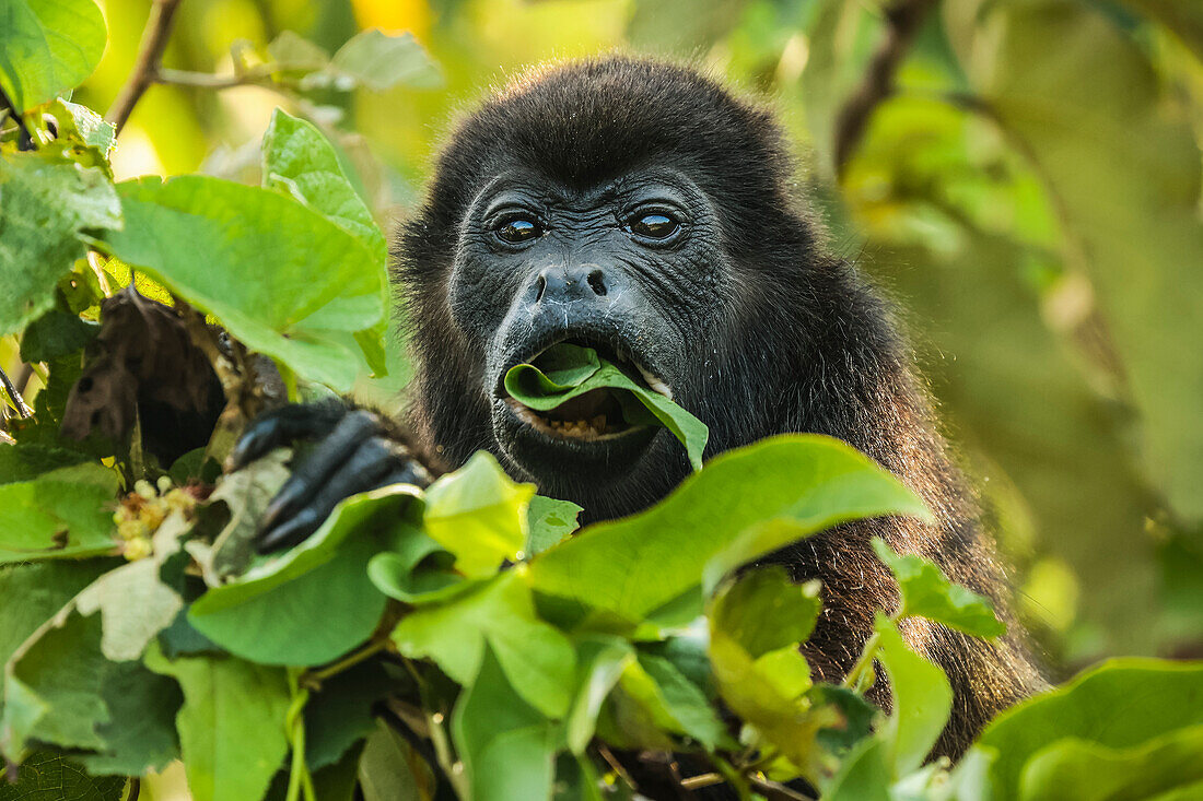 Weiblicher Mantelbrüllaffe (Alouatta palliata) beim Fressen von Baumblättern in einem Wald an der Nordpazifikküste, Esperanza, Nosara, Guanacaste, Costa Rica