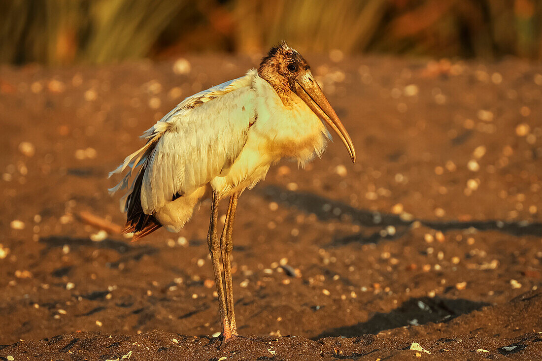 Holzstorch (Mycteria americana), großer Watvogel des südlichen Amerikas, bei der Nahrungssuche am Strand einer schwarzen Sandschildkröte, Ostional, Guanacaste, Costa Rica