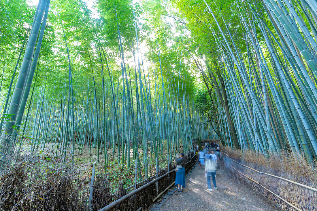 View of Bamboo walkway, Sagatenryuji Tateishicho, Ukyo Ward, Kyoto, Honshu, Japan