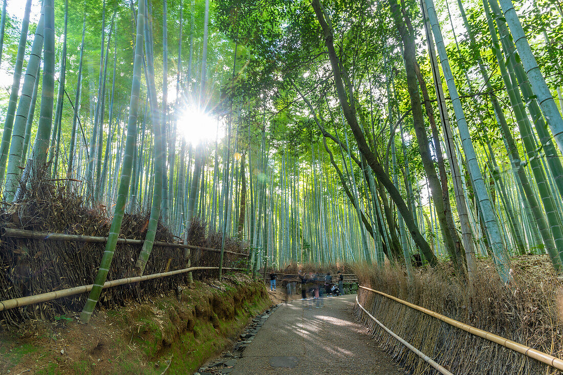 View of Bamboo walkway, Sagatenryuji Tateishicho, Ukyo Ward, Kyoto, Honshu, Japan