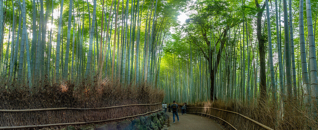 View of Bamboo walkway, Sagatenryuji Tateishicho, Ukyo Ward, Kyoto, Honshu, Japan