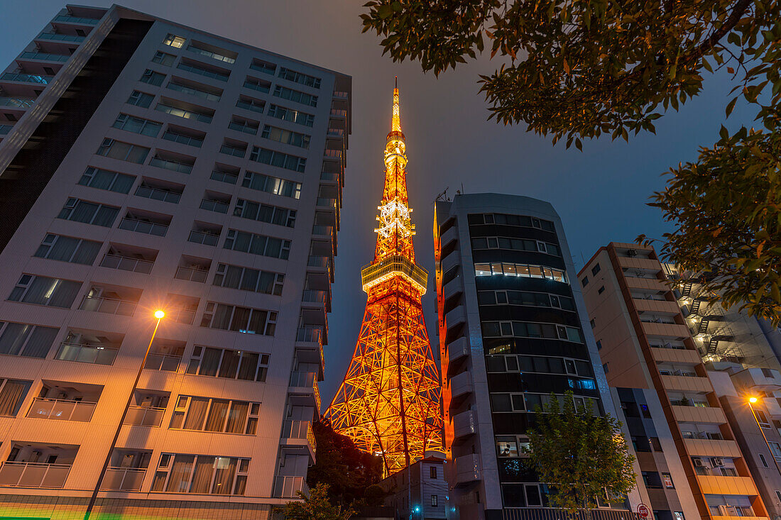 View of Tokyo Tower and city buildings at night, Minato City, Tokyo, Honshu, Japan