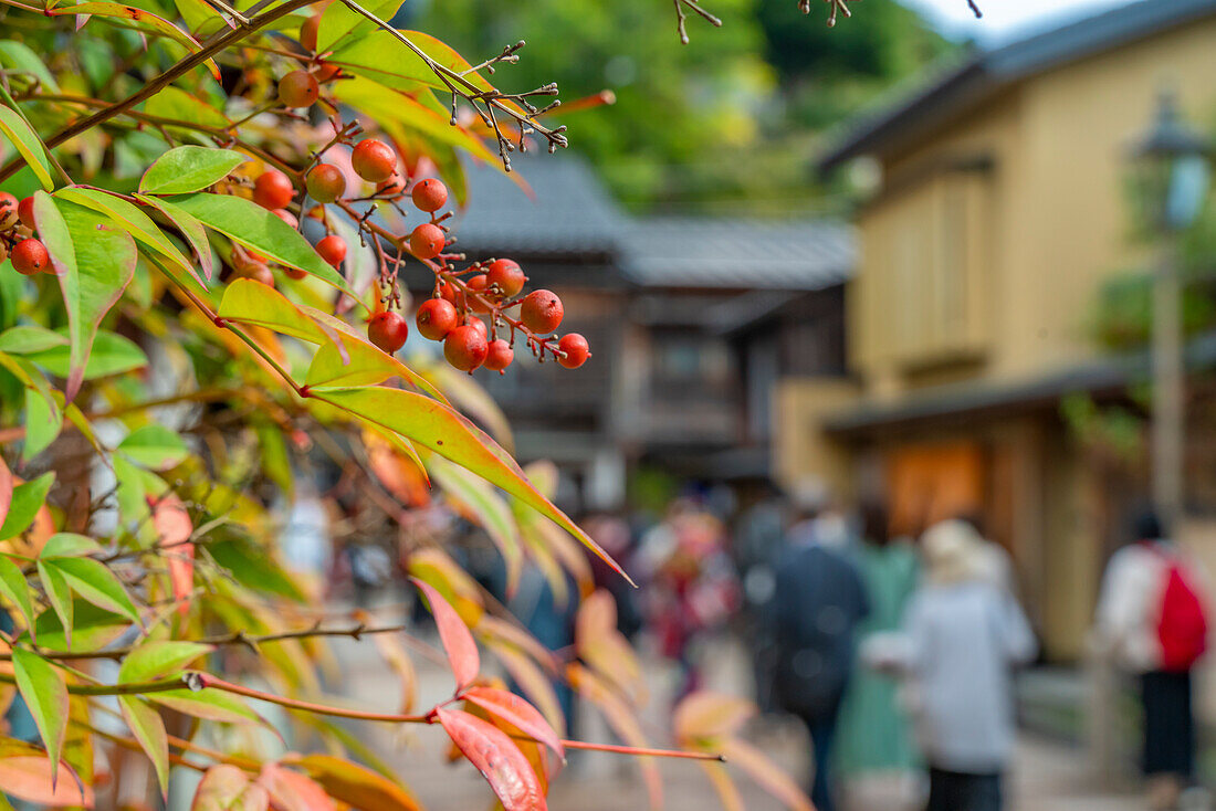 Blick auf Herbstblätter und rote Beeren im Bezirk Higashi Chaya, Kanazawa-Stadt, Präfektur Ishikawa, Honshu, Japan