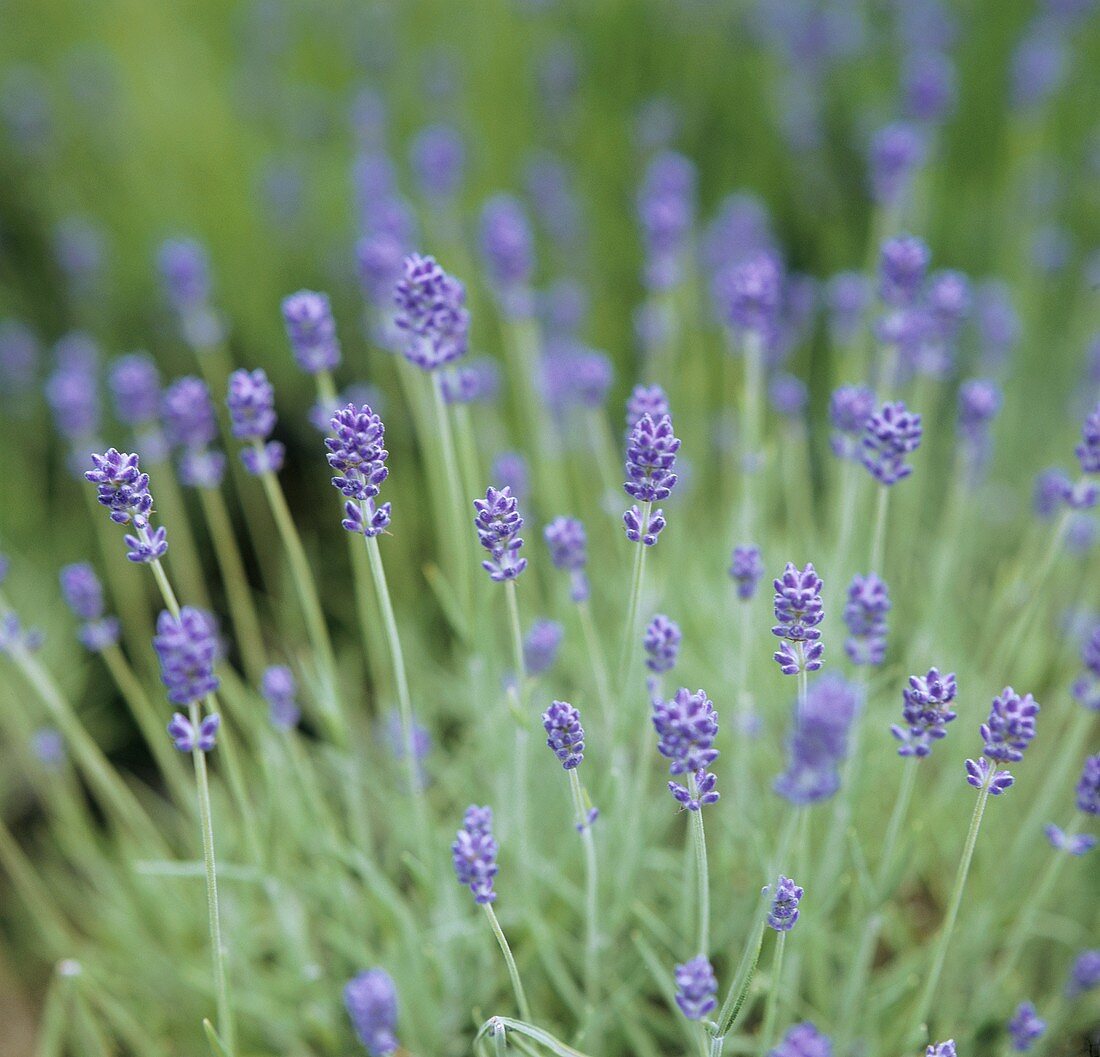 Blühender Lavendel in der Natur