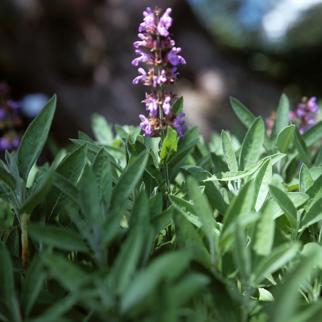 Blühender Salbei im Garten