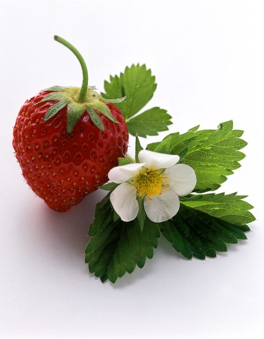 Eine Erdbeere, Erdbeerblüte und -blätter
