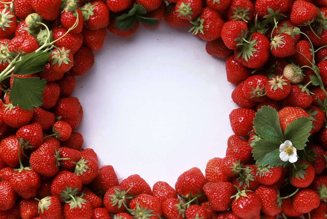 Erdbeeren, kreisförmig um die weiße Bildmitte gelegt