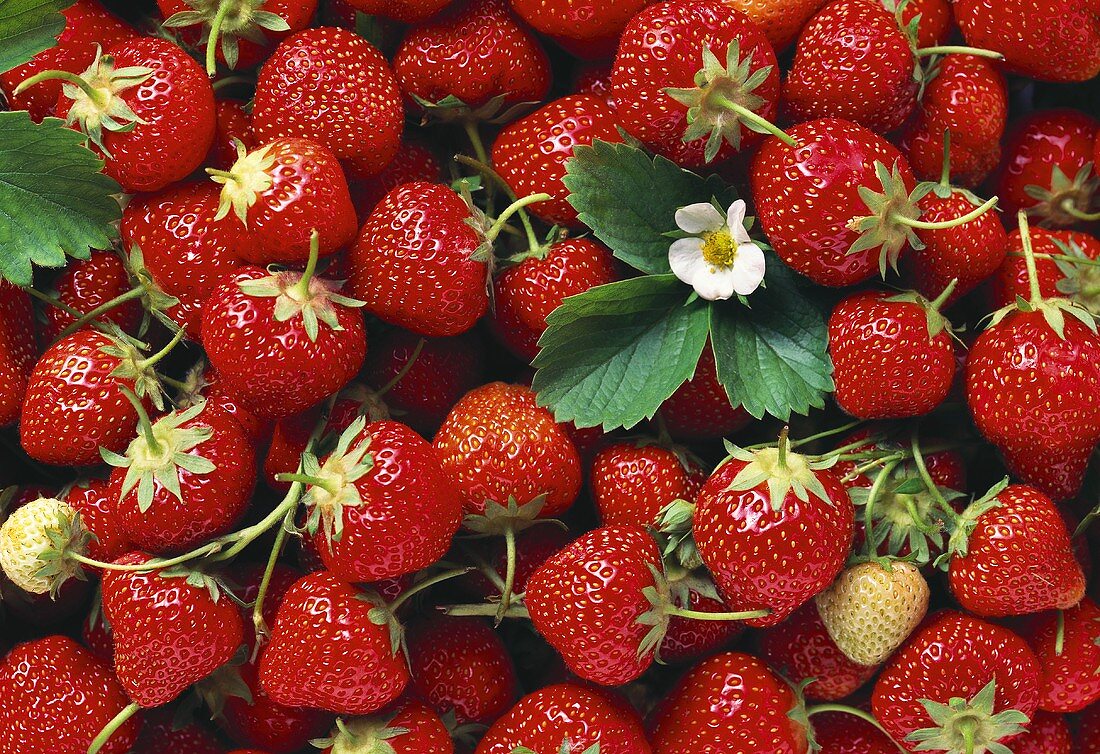 Viele Erdbeeren und eine Erdbeerblüte (flächendeckend)