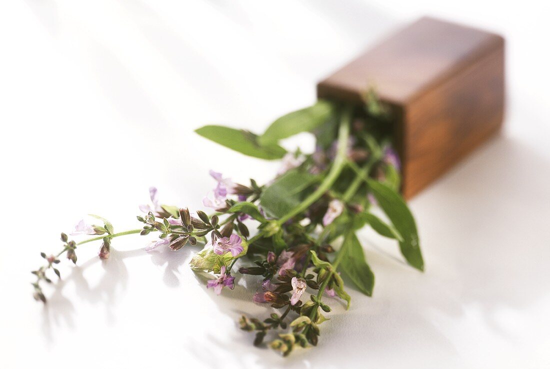 A few sprigs of sage with pink flowers in a container